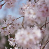 しだれ桜