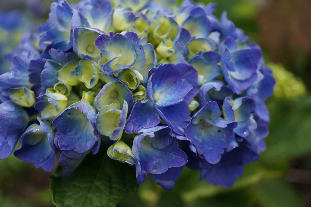 紫陽花