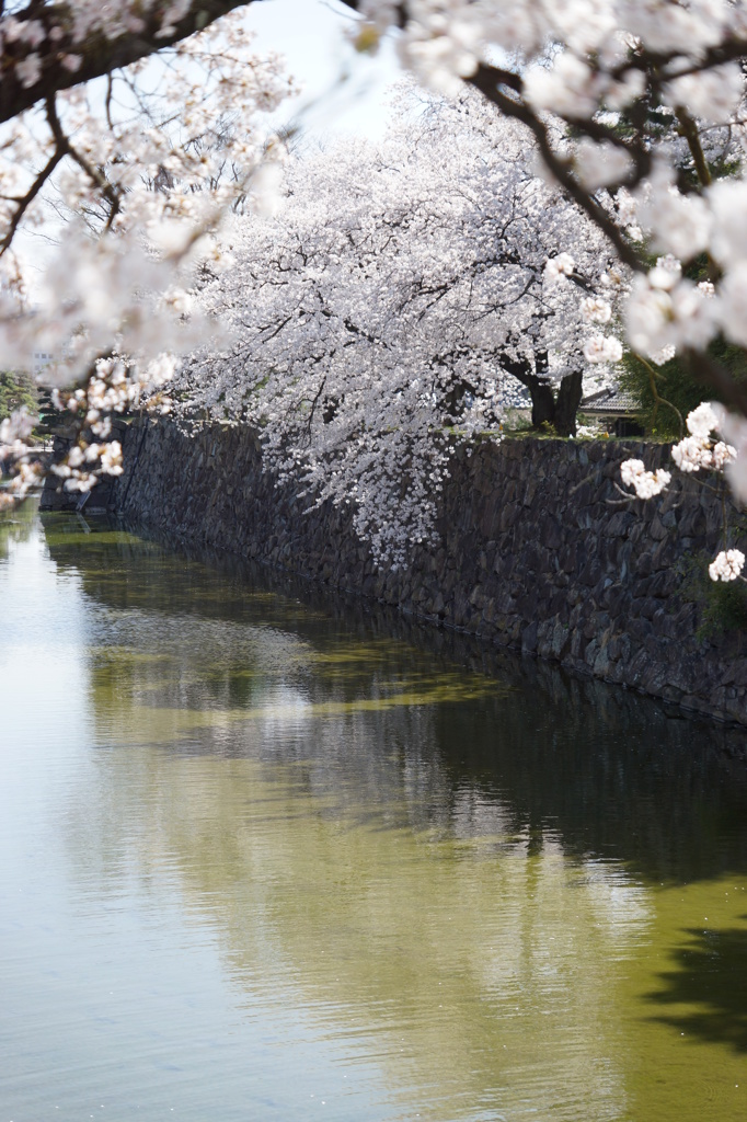 桜