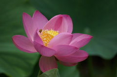 蓮と蜂