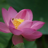 蓮と蜂