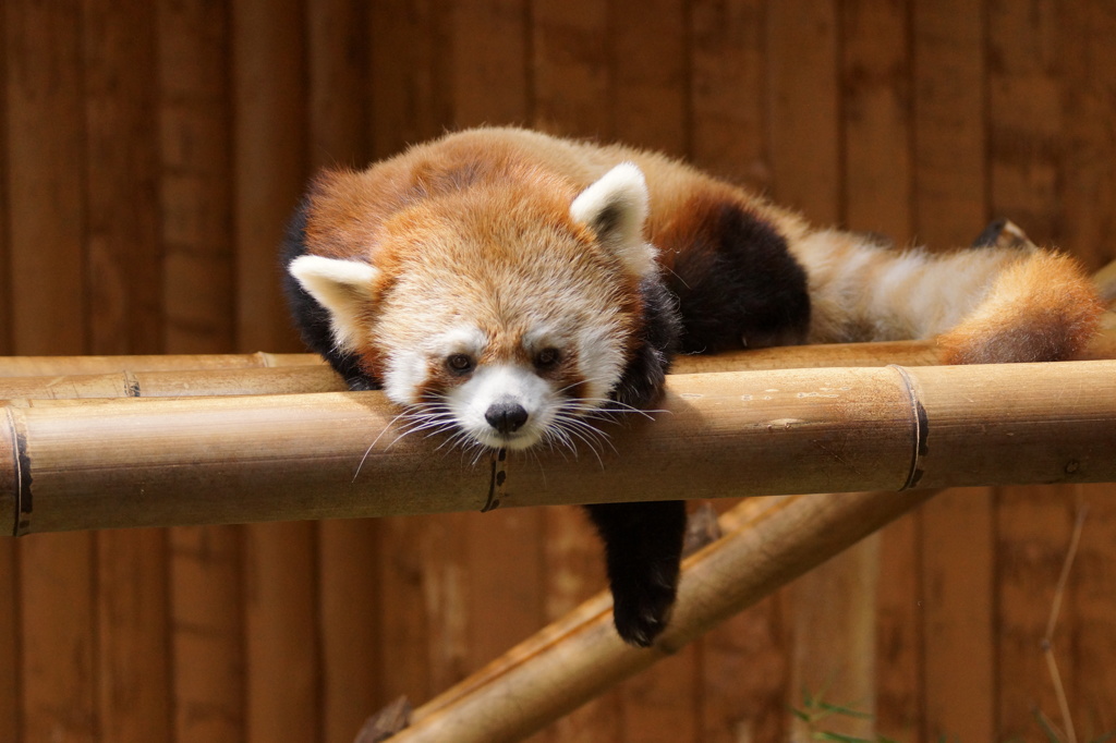 レッサーパンダ