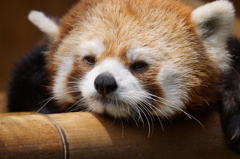 眠そう