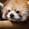 眠そう