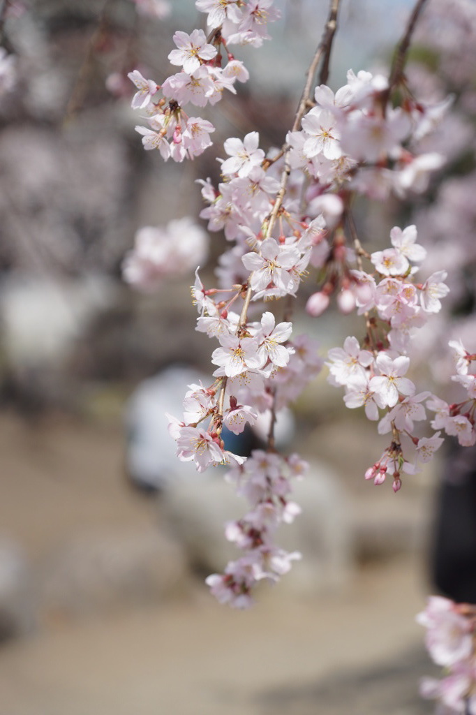 しだれ桜３