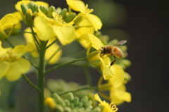 菜の花畑にて