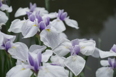 花菖蒲