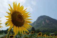 夏色　ひまわり