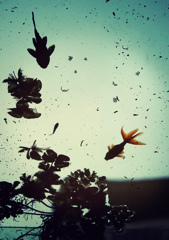 fish in the sky