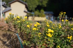 黄色の花
