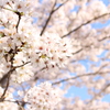 桜満開♪
