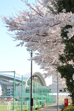 桜満開の埼玉スタジアム