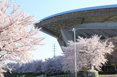 桜と埼玉スタジアム