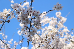 桜と青空