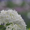あじさい in 山崎花菖蒲園