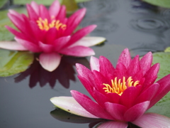 永澤寺 はす