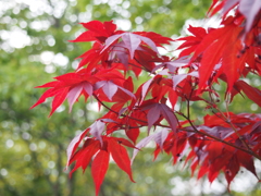 春なのに紅葉？！