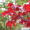 春なのに紅葉？！