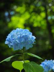 あじさい in 六甲森林植物園