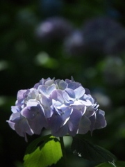 あじさい in 六甲森林植物園