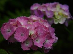 あじさい in 山崎花菖蒲園