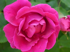 薔薇