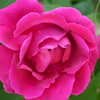 薔薇