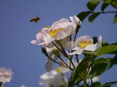 P1010051