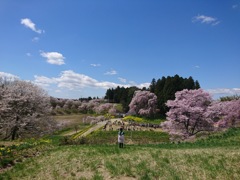 しだれ桜の里