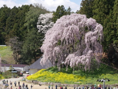 合戦場のしだれ桜