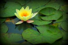 IMG_8458a.jpg