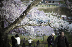 桜への思い