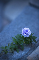 落ち花