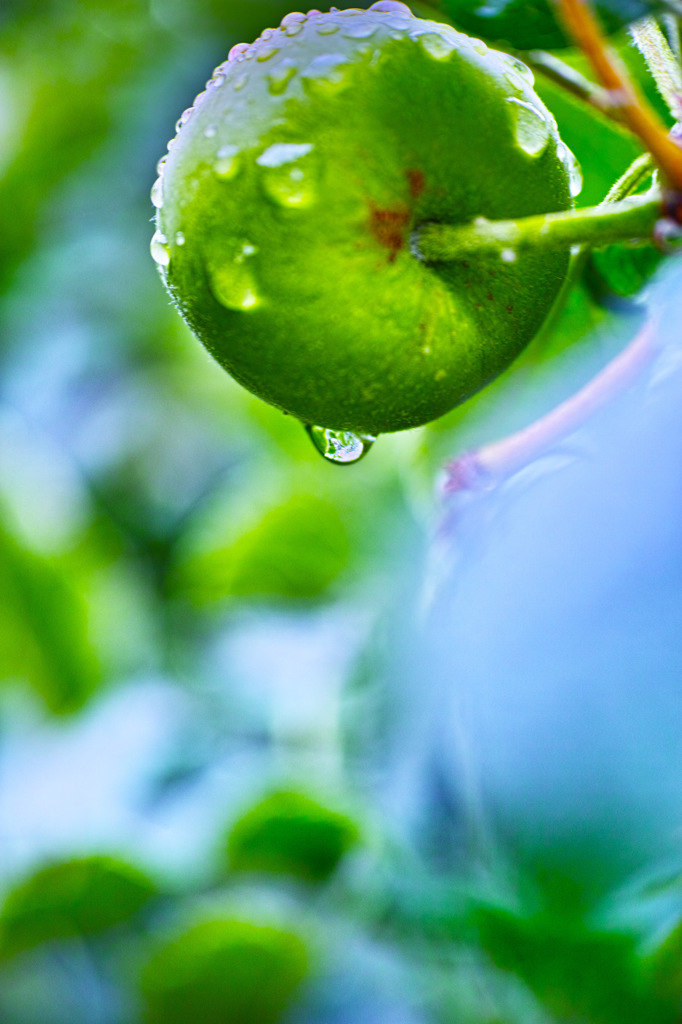 朝梅雨