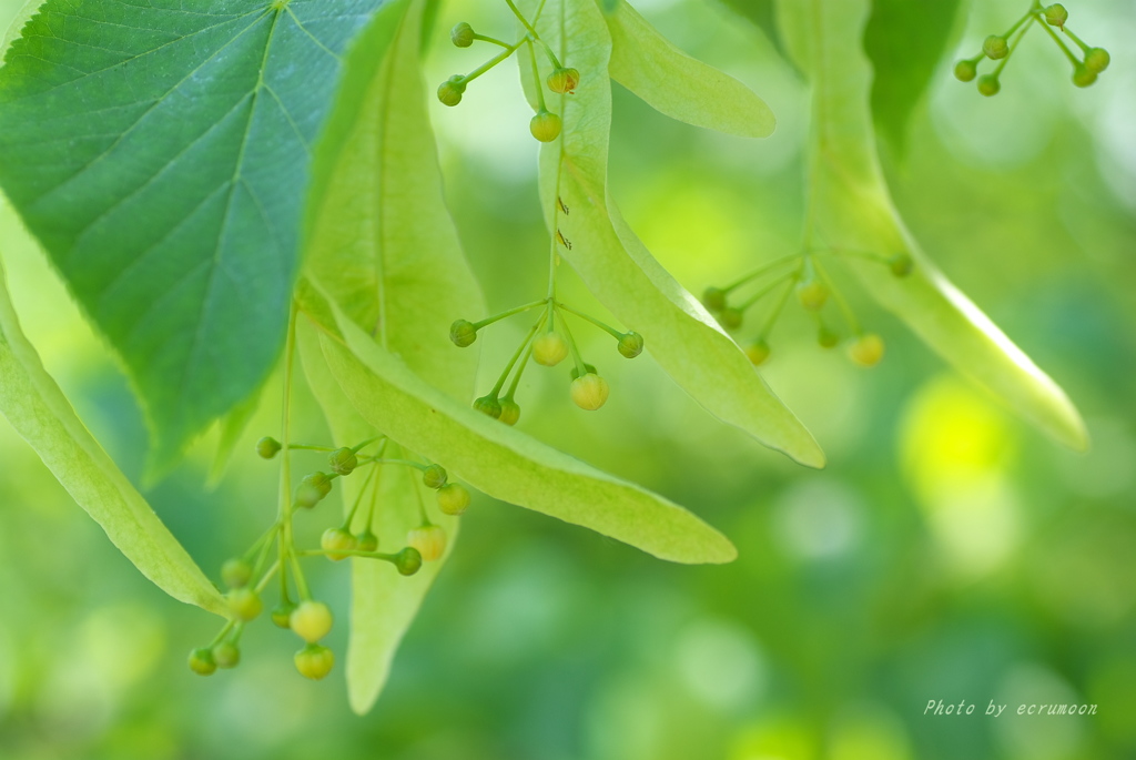 線香花火