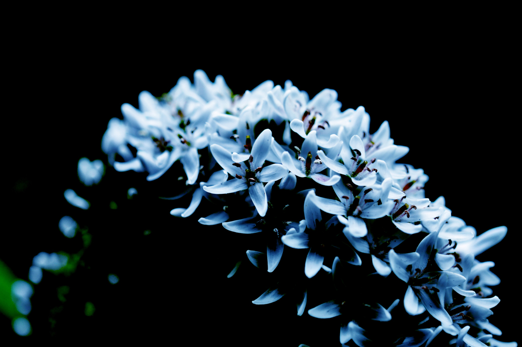 Lysimachia clethroides