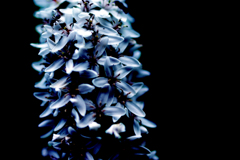 Lysimachia clethroides