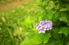 紫陽花