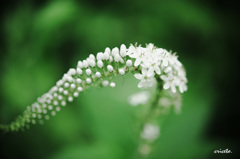 Lysimachia clethroides