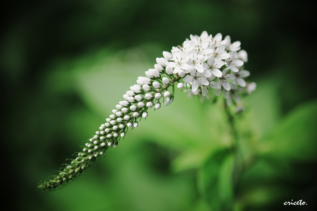 Lysimachia clethroides