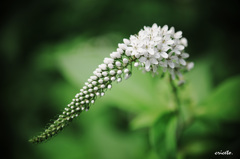 Lysimachia clethroides