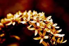 Lysimachia clethroides
