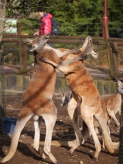 Fight!