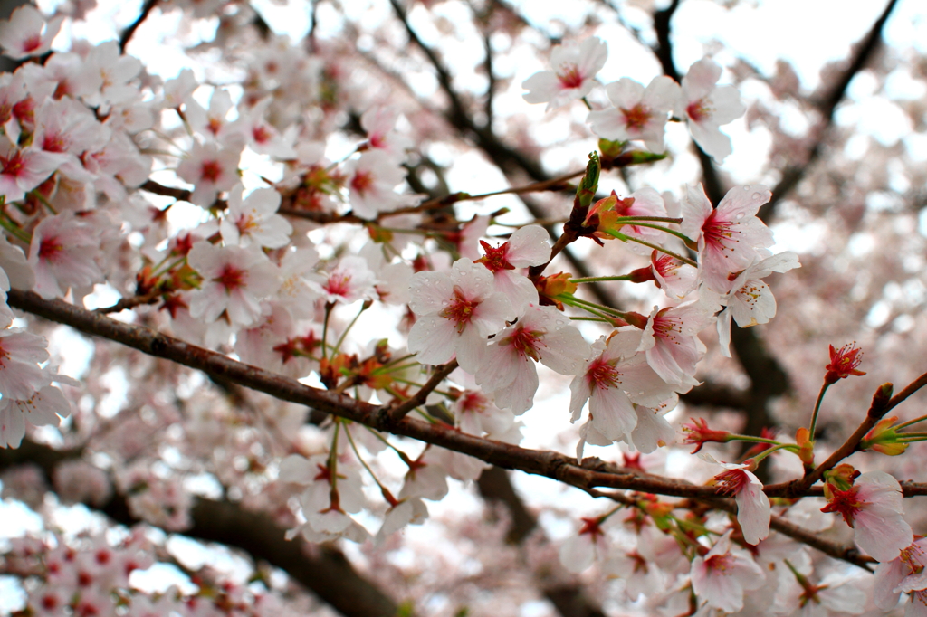 雨桜