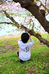 桜撮影中。