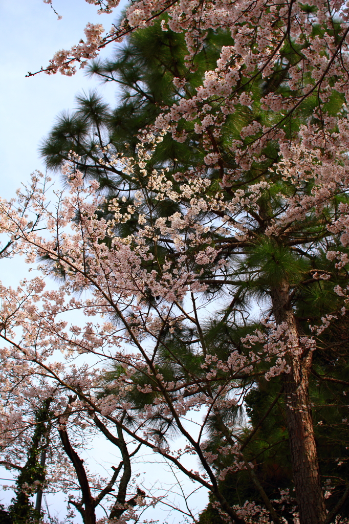 桜と松。