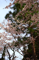 桜と松。