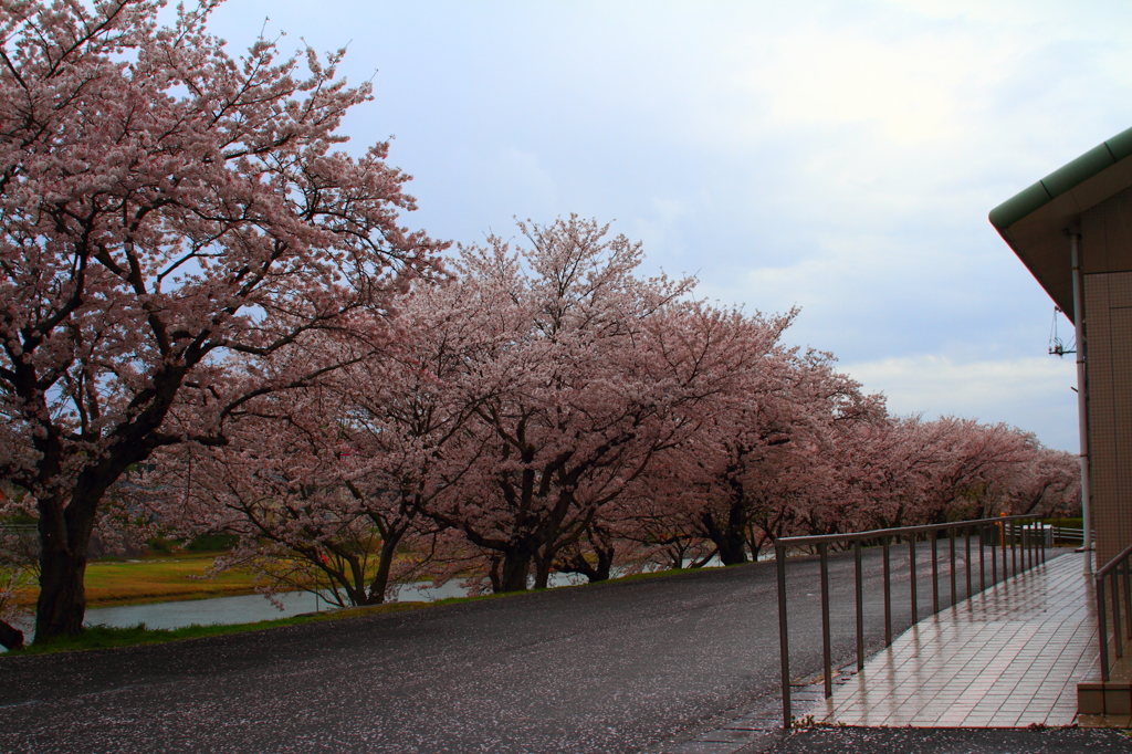 桜並木