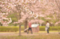 桜２