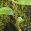新樹